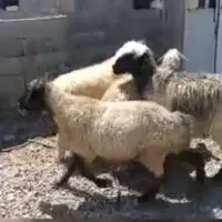 میش