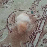 همستر|موش و خرگوش|سقز, |دیوار