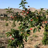 باغچه ۷۷۰ متری روستای طارس فیروزکوه|فروش زمین و ملک کلنگی|تهران, فردوسی|دیوار