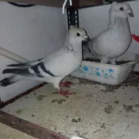 فروش یک جفت شامی کاکلی|پرنده|سبزوار, قصبه شرقی|دیوار