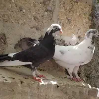 کبوتر سالم