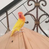 کوتوله دستی کاشمر|پرنده|کاشمر, |دیوار