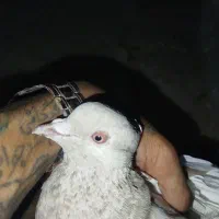 کفتر سینه طلایی اصلی