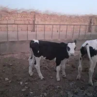 گوساله نر سیمینتال شیروازد
