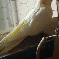 عروس هلندی البینو و لوتینو دونخور|پرنده|مسجد سلیمان, |دیوار