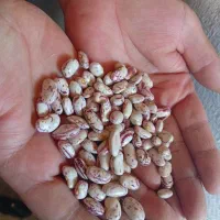 لوبیا چیتی