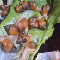 حراج حلزون آلبینو