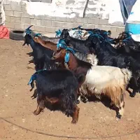 25راس بز ترکی