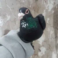 پلنگ عتیقه|پرنده|کرمان, |دیوار