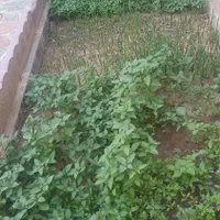 ویلایی میراباد|فروش خانه و ویلا|شهرکرد, |دیوار