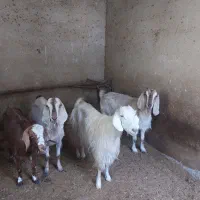 فروش فوری بز دو رگ پاکستانی پول نیازم|حیوانات مزرعه|سمنان, |دیوار