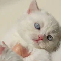 بریتیش سفید