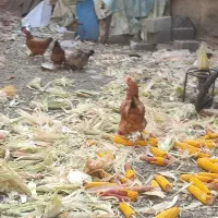 مرغ و خروس لهستانی و مرغ محلی تخم گذار