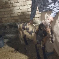 بزنر پاکستانی اصل|حیوانات مزرعه|سنندج, |دیوار