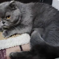 بیریتیش|گربه|شیراز, تندگویان|دیوار