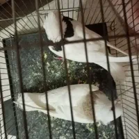 طوقی نرو ماده|پرنده|پیر بکران, |دیوار