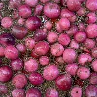 پیاز ترشی درجه1