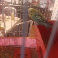 مرغ عشق|پرنده|کرمان, |دیوار