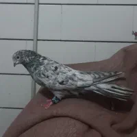 کبوتر پرشی اصفهان