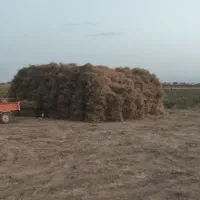 خار شتر کوبیده شده