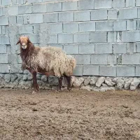 قوچ هترو|حیوانات مزرعه|شیروان (خراسان), |دیوار