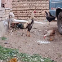 تخم مرغ لاری