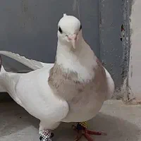 هفت عدد طوقی درجه یک|پرنده|کرمانشاه, |دیوار