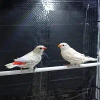 فنچ الماسی سفید و کرواتی کرمینو آلبینو چشم شرابی