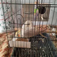 عروس هلندی جفت سفیدکاملارام شده|پرنده|ایزدشهر, |دیوار