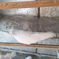کبوتر کله الماسی یا طوس