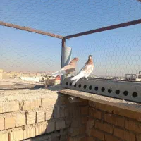 کبوتر کله زرد نر وماده