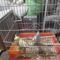 عروس هلندی مولد با جوجه|پرنده|قم, بنیاد|دیوار