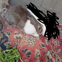 خرگوش نر بزرگ