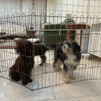 واگذاری شیتزو عروسکی|سگ|کرج, گوهردشت|دیوار