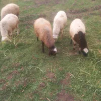 ۵عدد بره نر