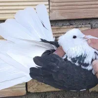 ۲۰ تا کفتر پرشی