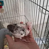 عروس هلندی