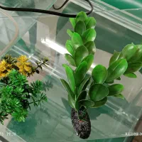 آکواریوم ، ماهی|ماهی|همدان, |دیوار