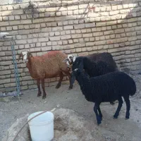 یک جفت میش جوان با بره|حیوانات مزرعه|اصفهان, شهرستان|دیوار