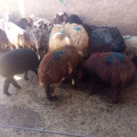 میش بره|حیوانات مزرعه|خمین, |دیوار
