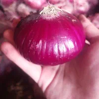 بذر پیاز درجه یک