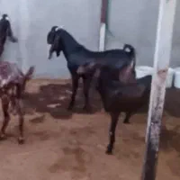 مشارکت در پرورش بز بوئر و بوقلمون گوشتی|حیوانات مزرعه|قم, چهار مردان|دیوار