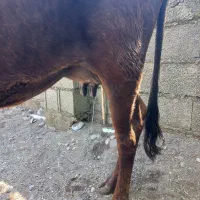 دام و گاو و گوساله