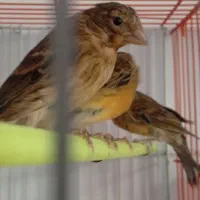 جوجه قناری سرخ سوخته
