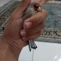 سره نر دهبکری مست