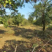 تنکابن۸۰۰مترلب آسفالت سند۶دانگ ۲ دقیقه تا دریا|فروش زمین و ملک کلنگی|شیرود, |دیوار