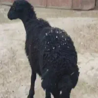 بره قوچ قره قزل