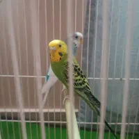 دوعدد مرغ عشق با قفس