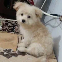 حیوانات|سگ|کرمان, |دیوار