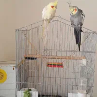 پرنده عروس هلندی|پرنده|خوی, |دیوار